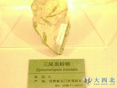 （图片均为出土古生物化石）