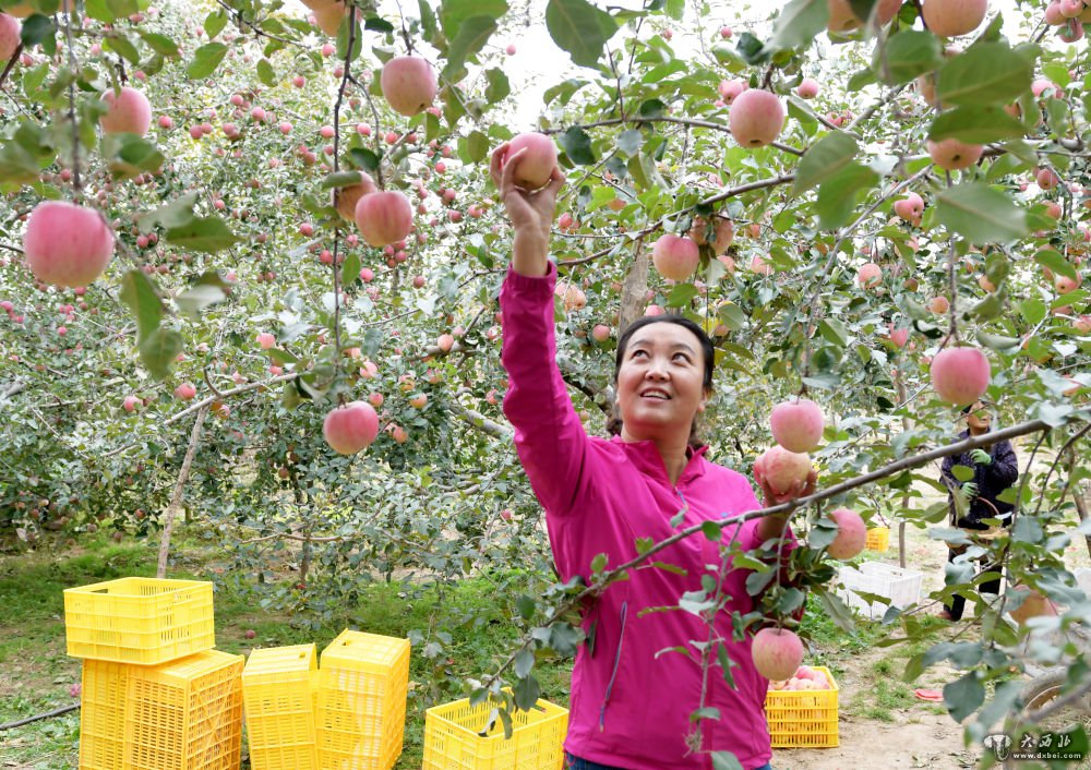 甘肃临夏：苹果飘香助