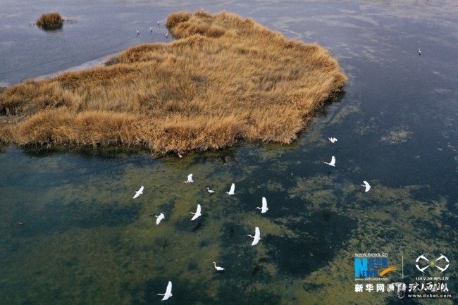 甘肃高台：黑河湿地白